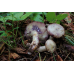 Мицелий Млечника лиловеющего (Lactаrius violаscens)